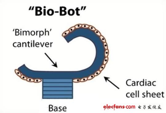 科學(xué)家正在研制有心臟細(xì)胞構(gòu)成的“生物機器人”