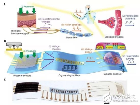 人造感覺神經(jīng)：以類似于生物神經(jīng)的方式發(fā)揮作用，實(shí)現(xiàn)“機(jī)器觸覺”的一大進(jìn)步